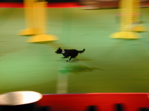 Running dog