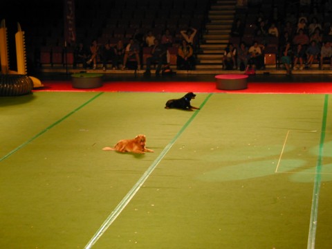 Obedient dogs