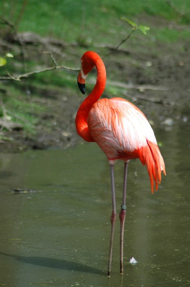 Flamingo