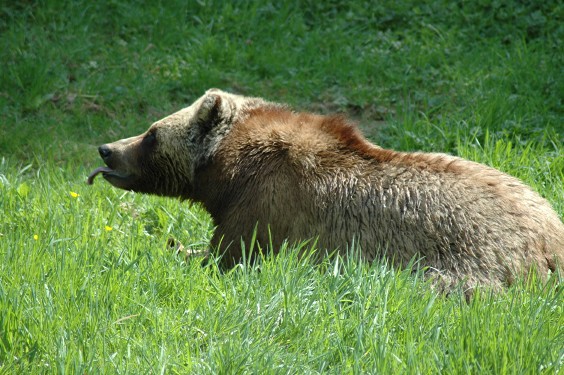 Grizzly Bear