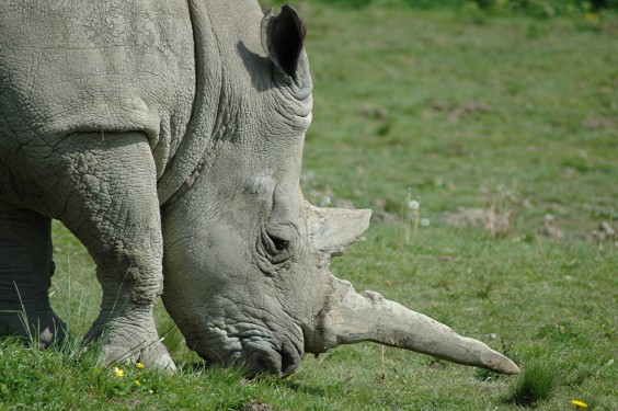 Rhinoceros