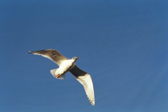 Seagull
