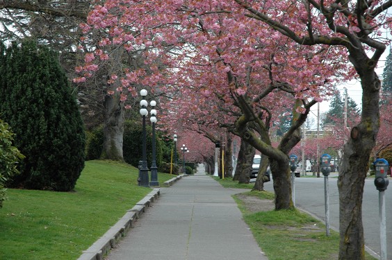 Blossoms