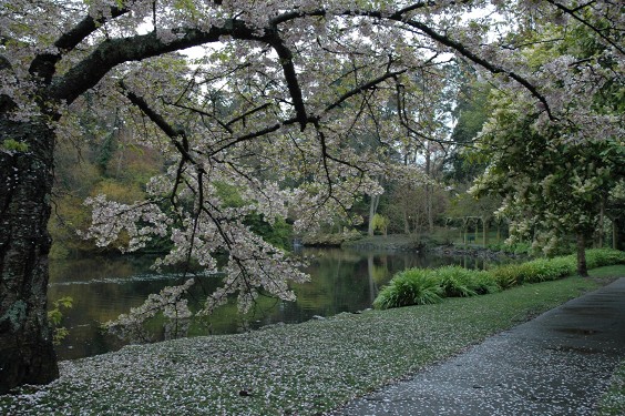 Blossoms