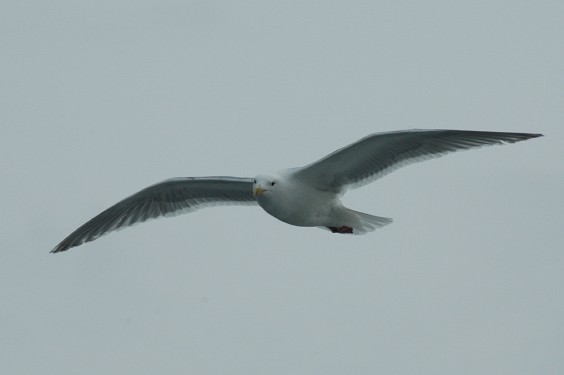 Soaring Gull