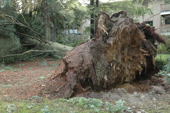 Fallen Tree