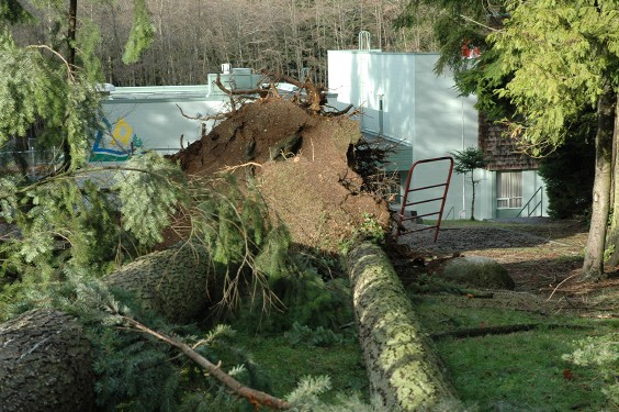 Fallen Tree