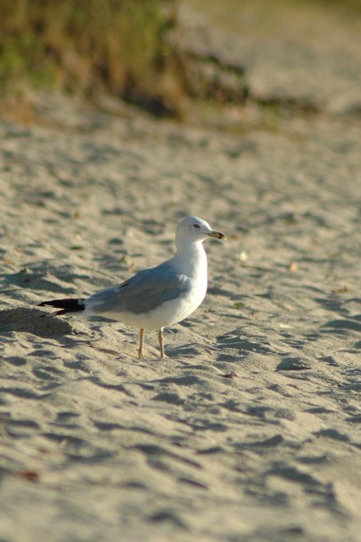 Seagull at sunrise