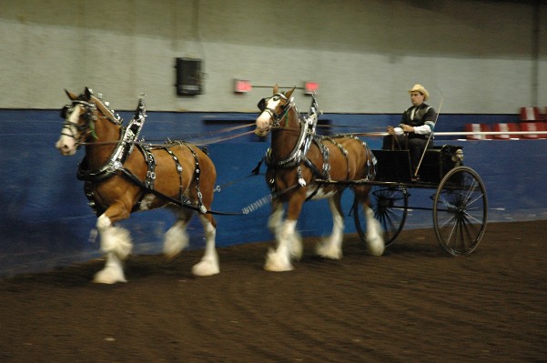 Clydesdales