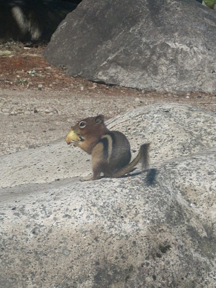 Chipmunk