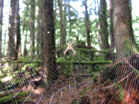 Spider and Web