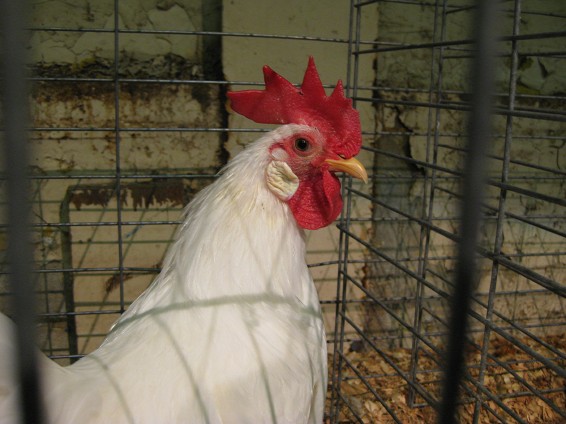 Rooster