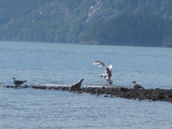 Gulls