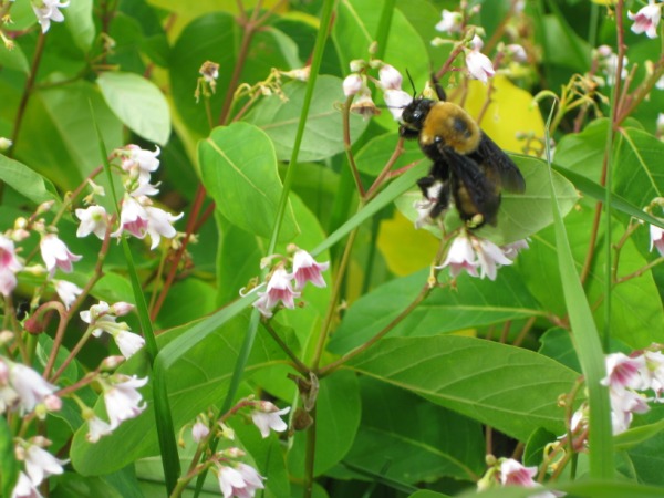 Bee