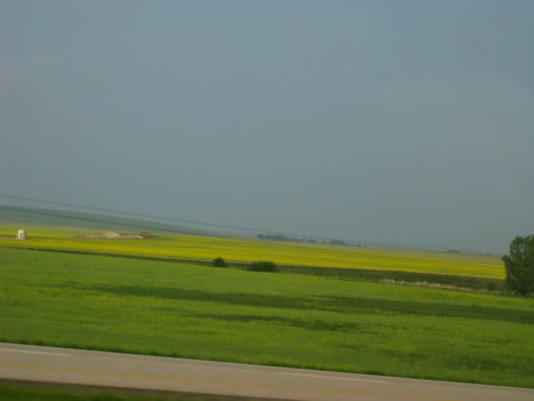 Canola