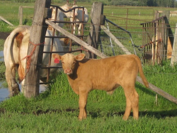 Calf