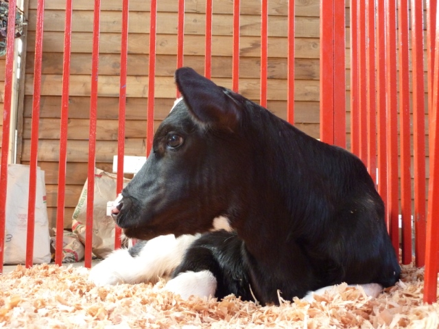 Calf