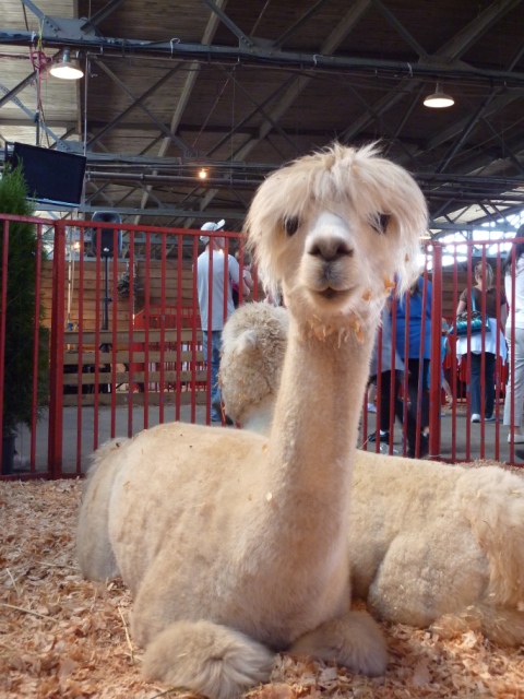 Tia the Alpaca