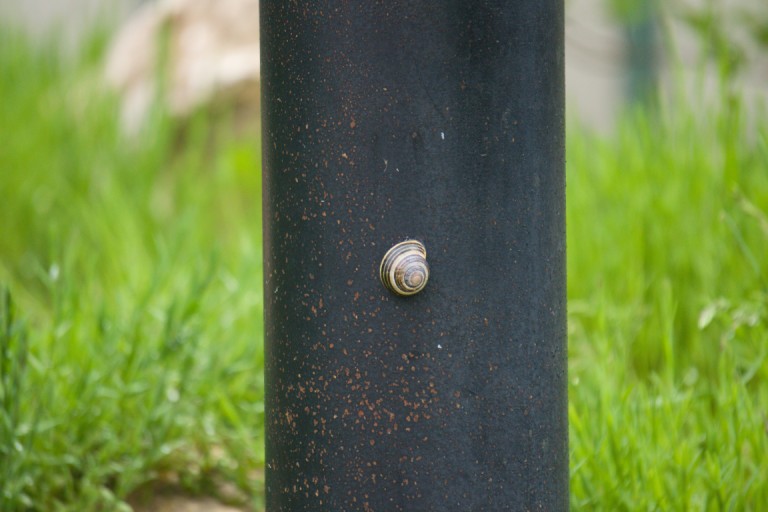 Snail