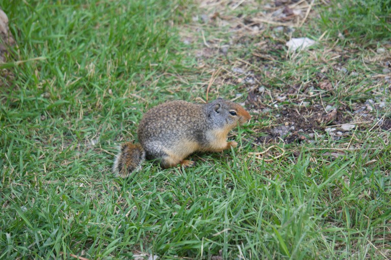 Ground Squirrel