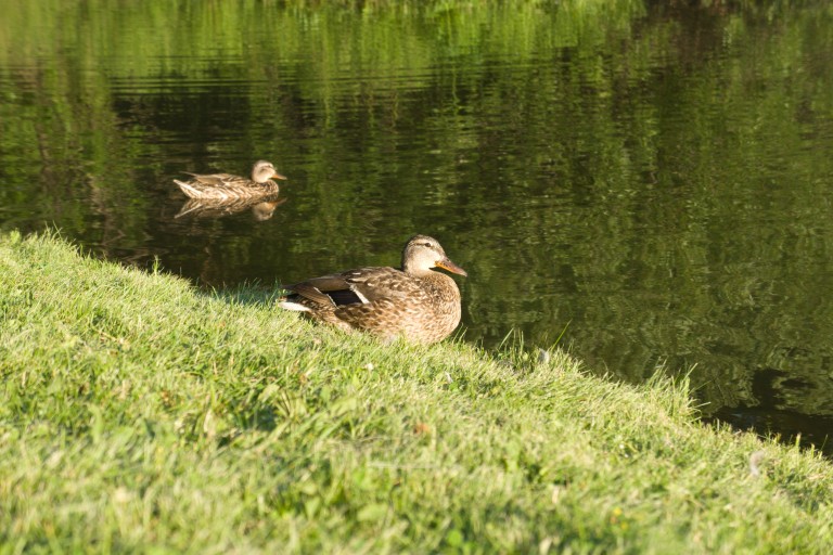 Duck
