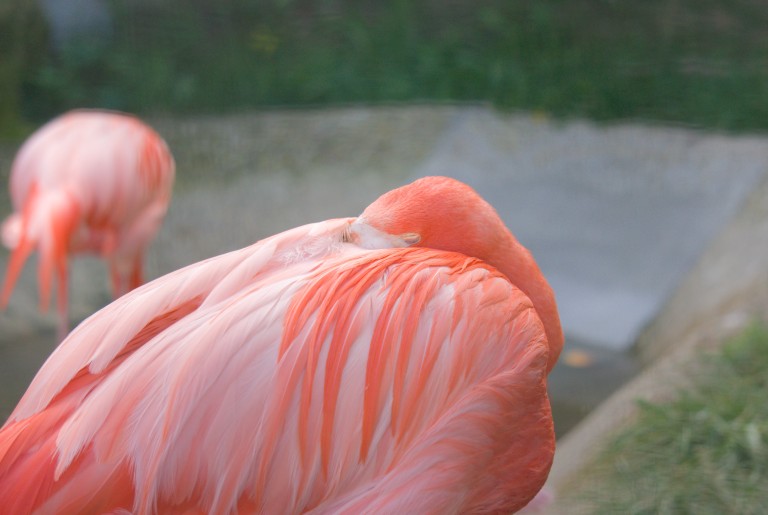 Flamingo