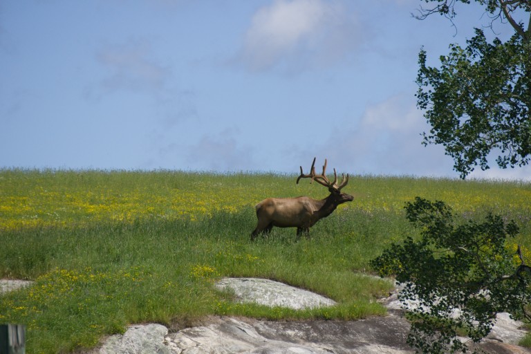 Elk