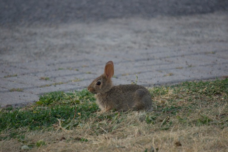 Government Bunny