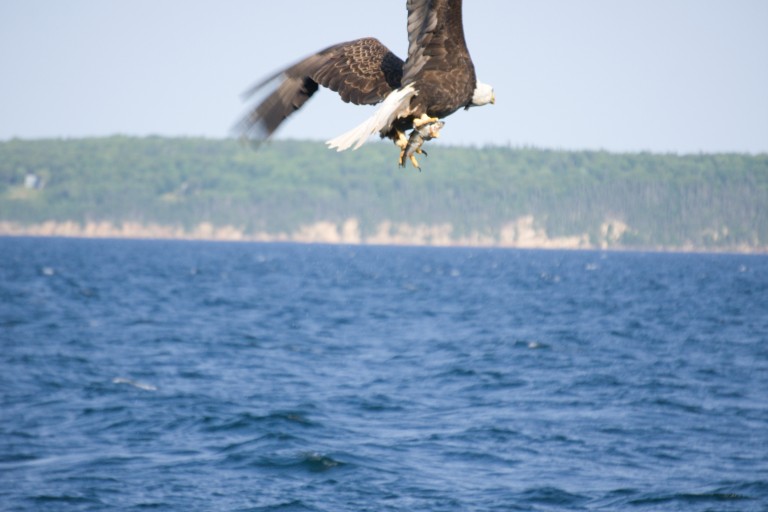 Eagle