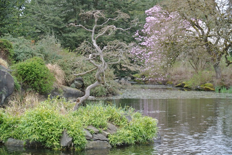 Bonsai