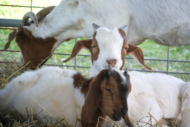Goats