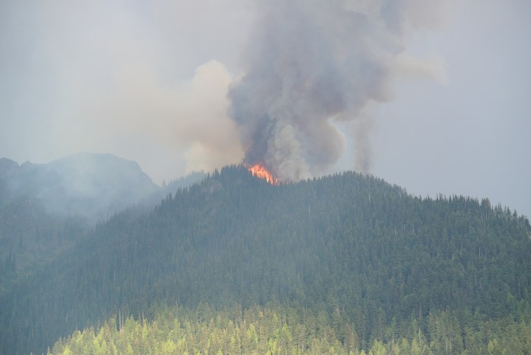 Forest Fire