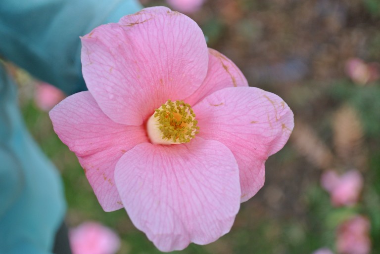 Flower