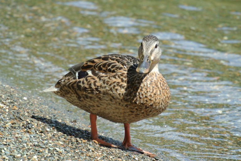 Duck