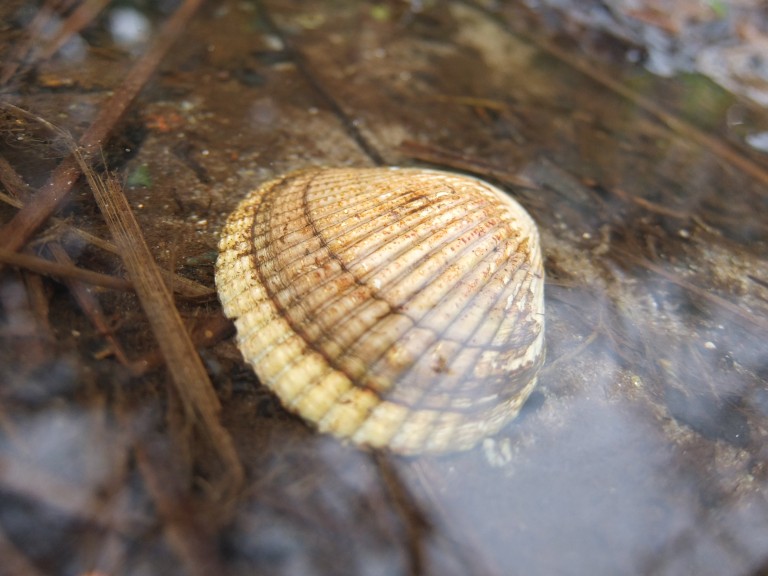 Shell