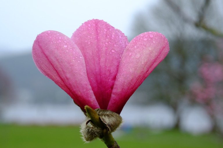 Blossom