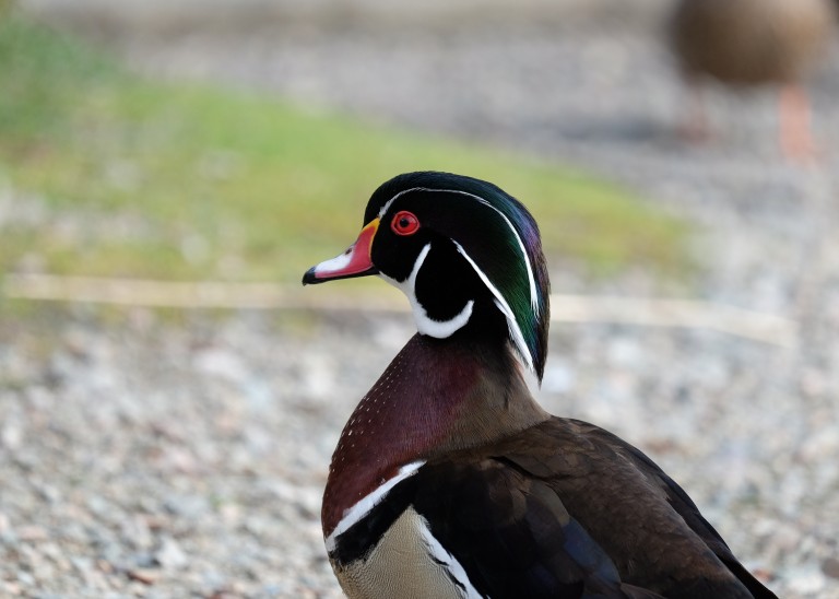 Evil Duck