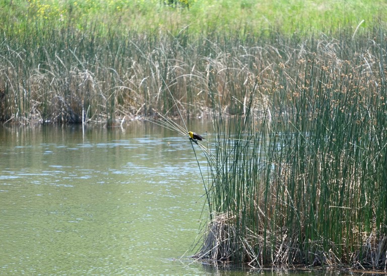 Little Bird