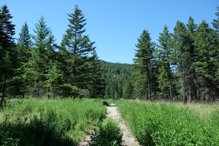 The Path