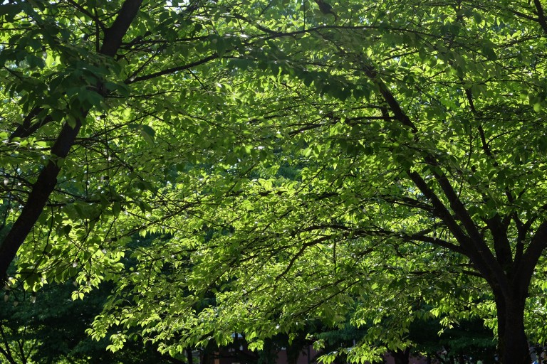 Library Trees