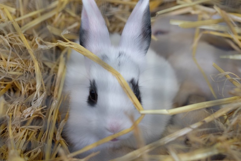 Baby Bunny