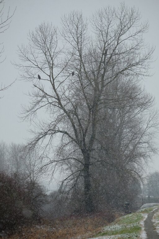 Eagles