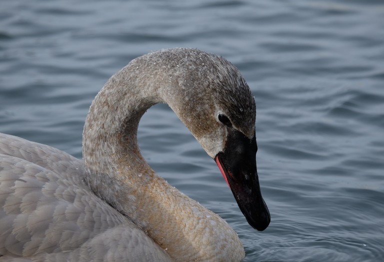 Swan