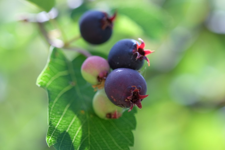 Berry