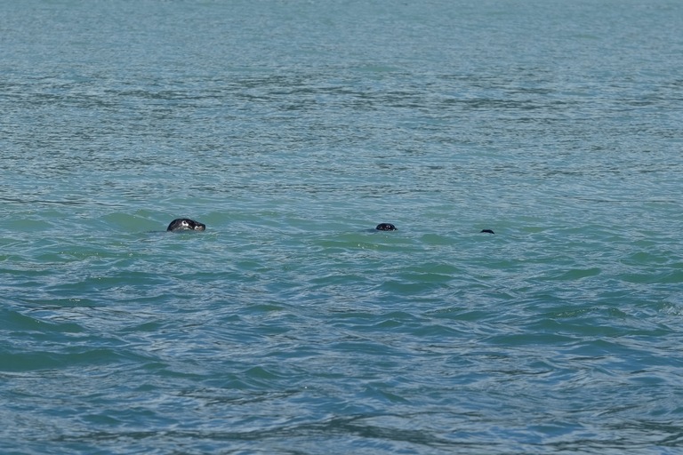 Otters