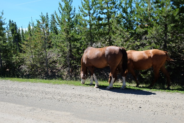 Horses