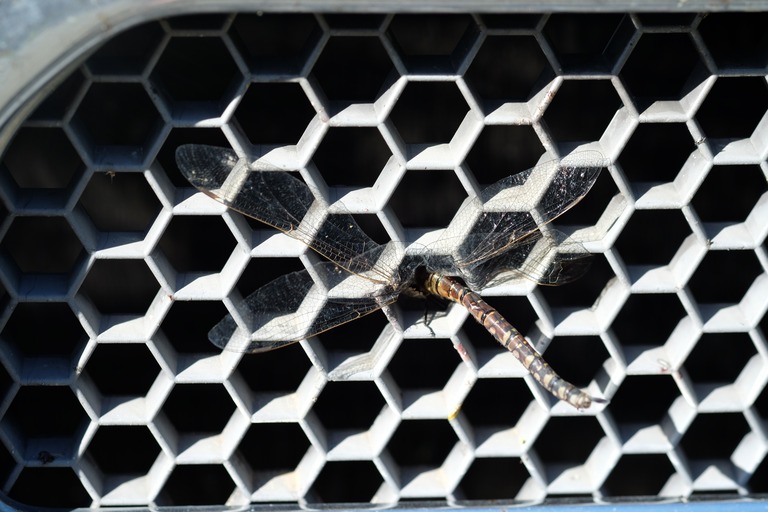 Dragonfly