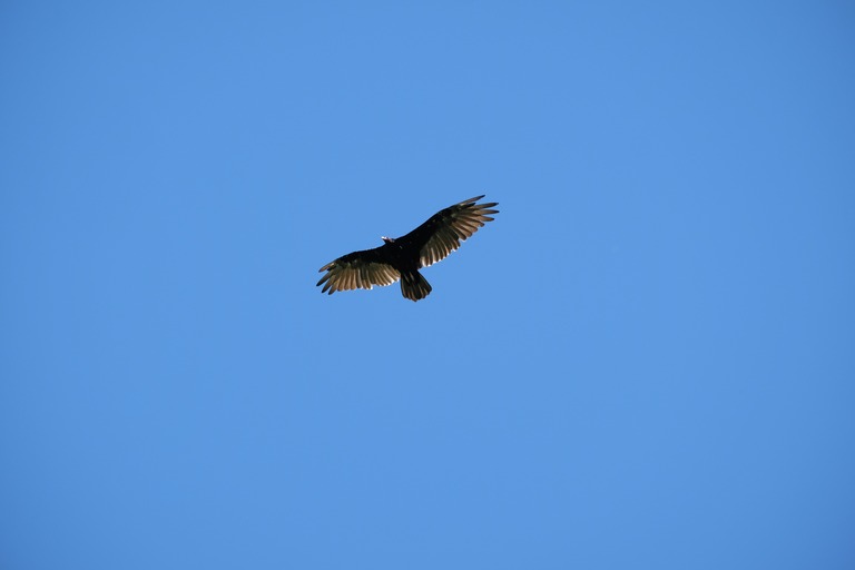 Turkey Vulture