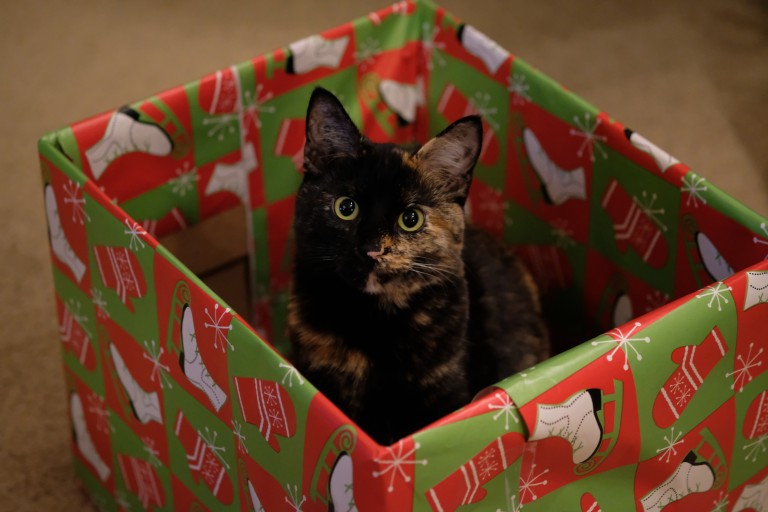 Santa Callie