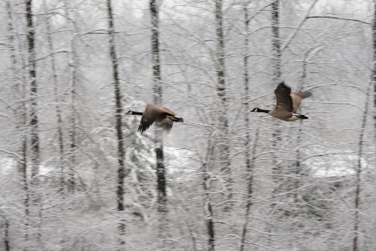 Geese